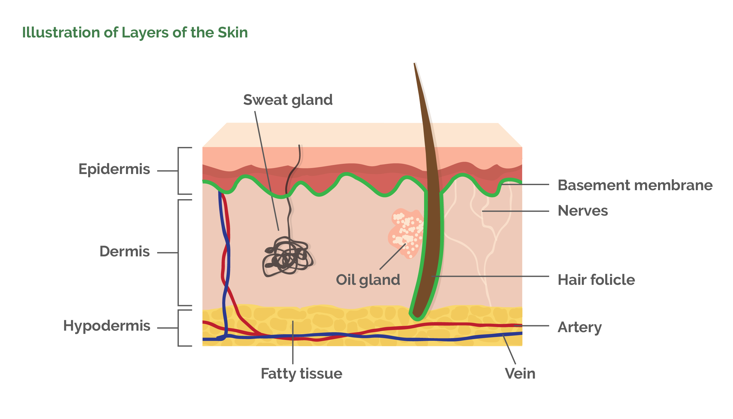 Skin Diagram With Labels